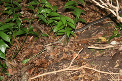 Zamenis longissimus