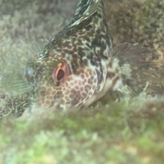 Parablennius pilicornis