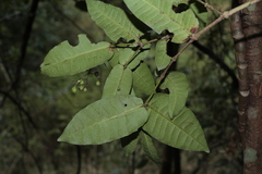 Ixora yaouhensis