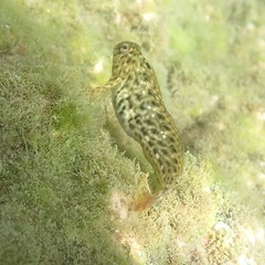 Parablennius sanguinolentus