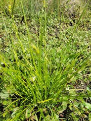 Carex inversa