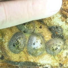 Siphonaria pectinata