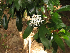 Ixora vieillardii