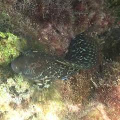 Parablennius pilicornis