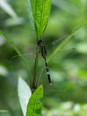 Orthetrum sabina