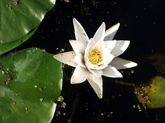 Nymphaea candida