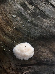 Reticularia lycoperdon