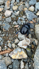 Anoplotrupes stercorosus