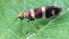 Micropterix aureatella