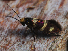 Micropterix aureatella