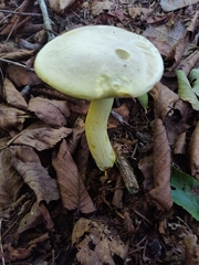 Retiboletus ornatipes
