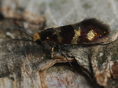 Micropterix aureatella