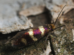 Micropterix aureatella
