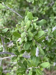 Diospyros texana