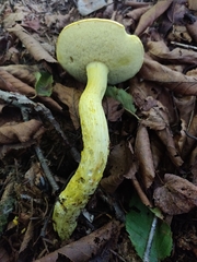 Retiboletus ornatipes