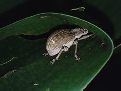 Entiminae