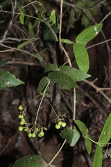 Ixora yaouhensis