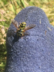 Chrysotoxum festivum