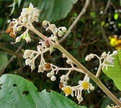 Buddleja cordata