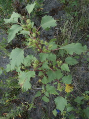 Xanthium orientale riparium