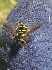 Chrysotoxum festivum