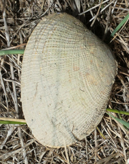 Veneridae