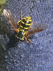 Chrysotoxum festivum