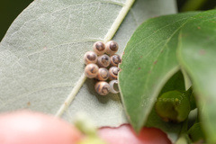 Tessaratoma papillosa