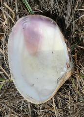 Veneridae