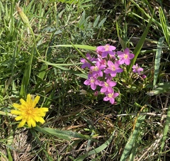 Centaurium erythraea