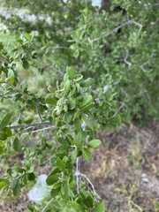 Diospyros texana