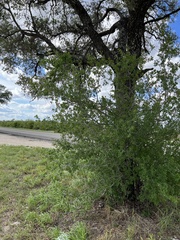 Diospyros texana