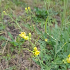 Diplotaxis tenuifolia