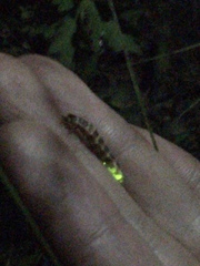 Lampyris noctiluca