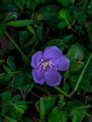 Melastoma