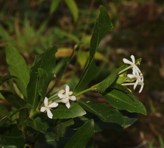 Ixora vieillardii
