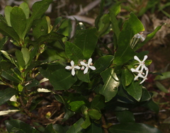 Ixora vieillardii