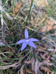 Glossodia major