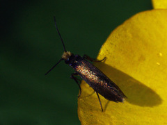 Micropterix calthella