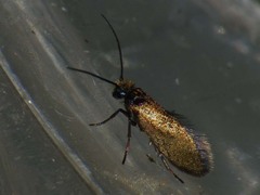 Micropterix calthella