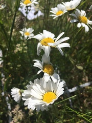 Tripleurospermum caucasicum