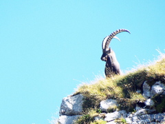 Capra ibex