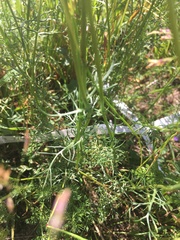 Tripleurospermum caucasicum