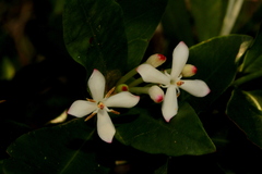 Ixora vieillardii