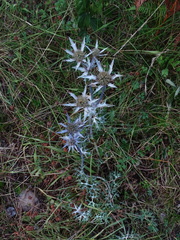 Eryngium bourgatii