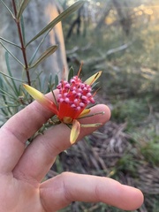 Lambertia formosa