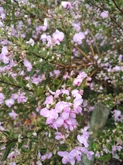 Podalyria calyptrata