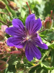 Geranium gymnocaulon