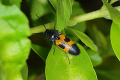 Conoderus dimidiatus