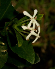 Ixora vieillardii